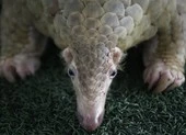 Phát hiện loài vật nghi là vật chủ trung gian virus Corona