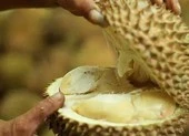 500 người sơ tán vì... mùi sầu riêng