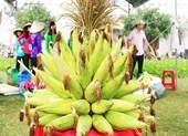 Độc đáo ngày hội bắp nếp Hội An
