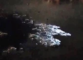 Nước thải bốc mùi hôi lại 'tấn công' biển Đà Nẵng