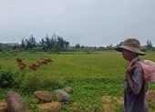 Ồ ạt xẻ ruộng làm dự án đô thị