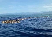 Phát hiện hàng trăm rùa biển quý hiếm chết không rõ nguyên do