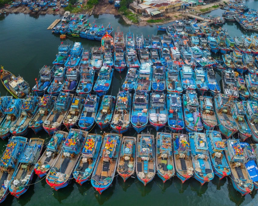 Tàu cá neo đậu tại Âu thuyền Thọ Quang, Đà Nẵng. Ảnh: NGUYỄN TRÌNH Tàu cá neo đậu tại Âu thuyền Thọ Quang, Đà Nẵng. Ảnh: NGUYỄN TRÌNH