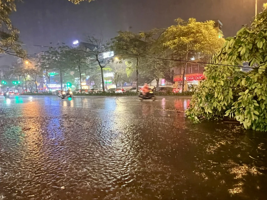 cây bằng lăng bật gốc 7.jpg