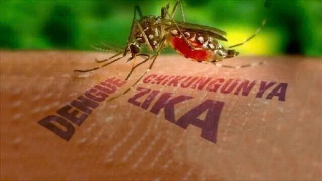 dịch bệnh Chikungunya