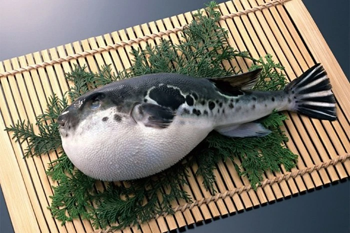 ngộ độc cá nóc