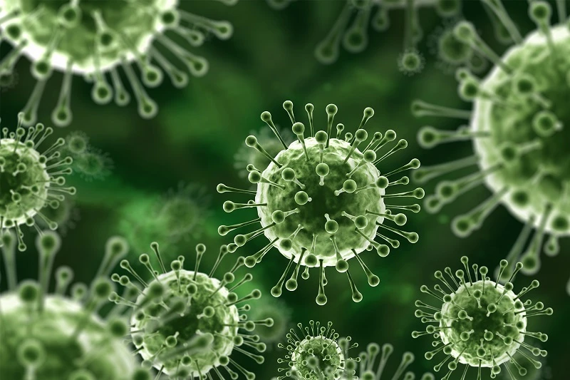 virus Nipah