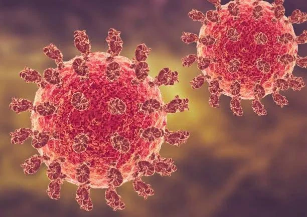 Virus Nipah 1.jpg