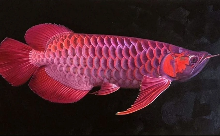 ăn trứng cá cảnh.jpg