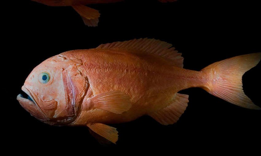 orange roughy.jpg