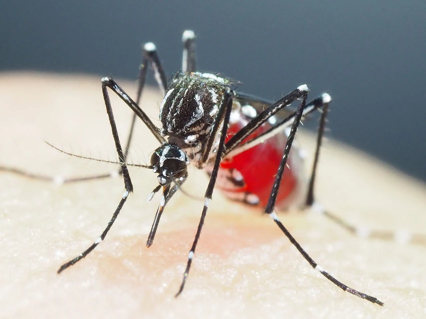nguy cơ nhiễm virus chikungunya