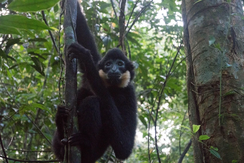 Vượn đen má vàng trong VQG Bù Gia Mập. 