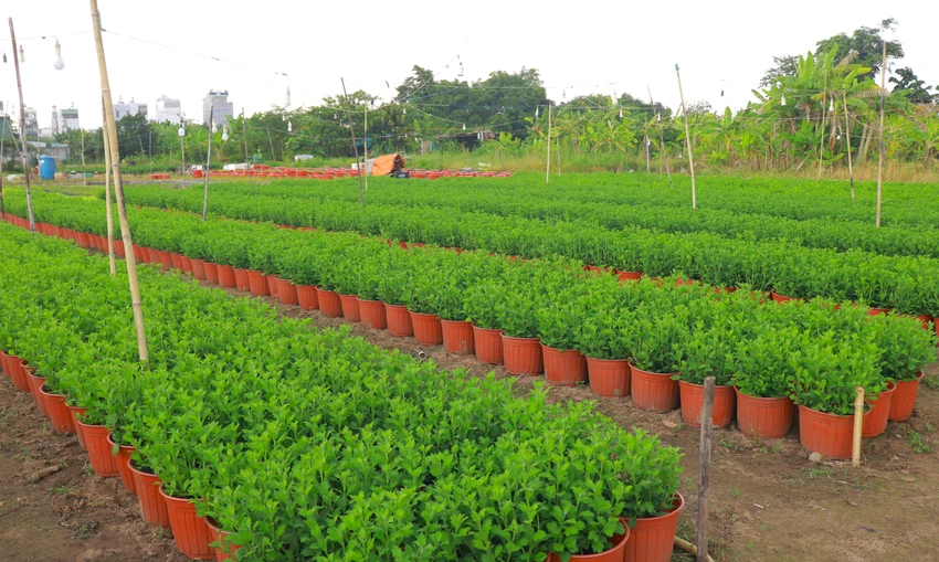 hoa Tết