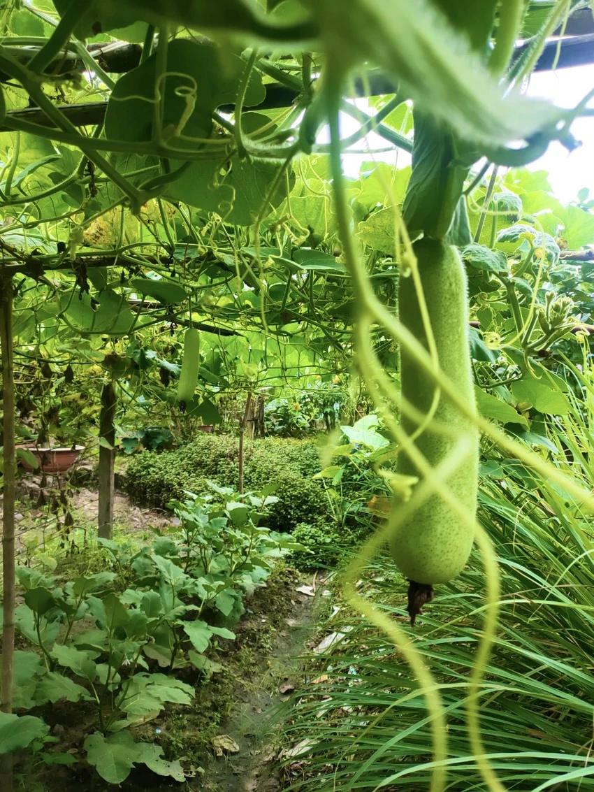 vuon-rau-0-dong