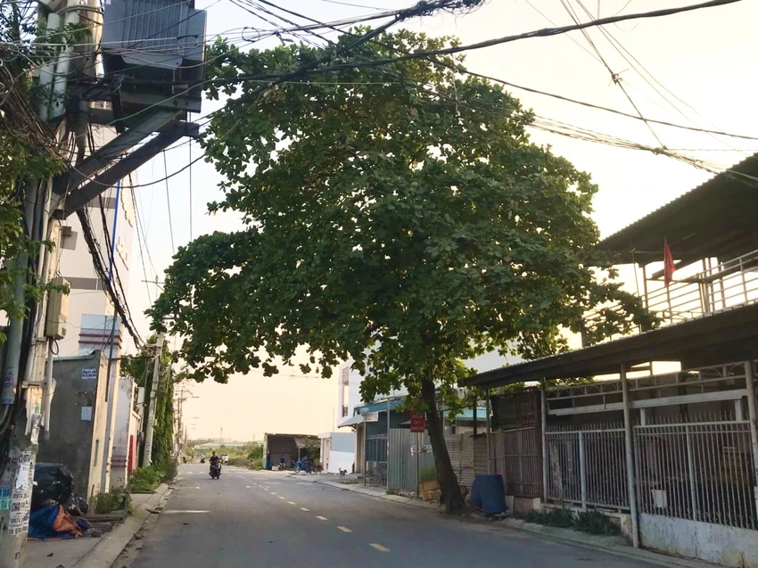 Phạt tiền từ 30.000.000 đồng đến 50.000.000 đồng đối với hành vi tự ý chặt hạ cây xanh, dịch chuyển, đào gốc cây xanh đô thị hoặc chặt rễ cây xanh khi chưa được cấp phép. Ảnh: TRẦN MINH