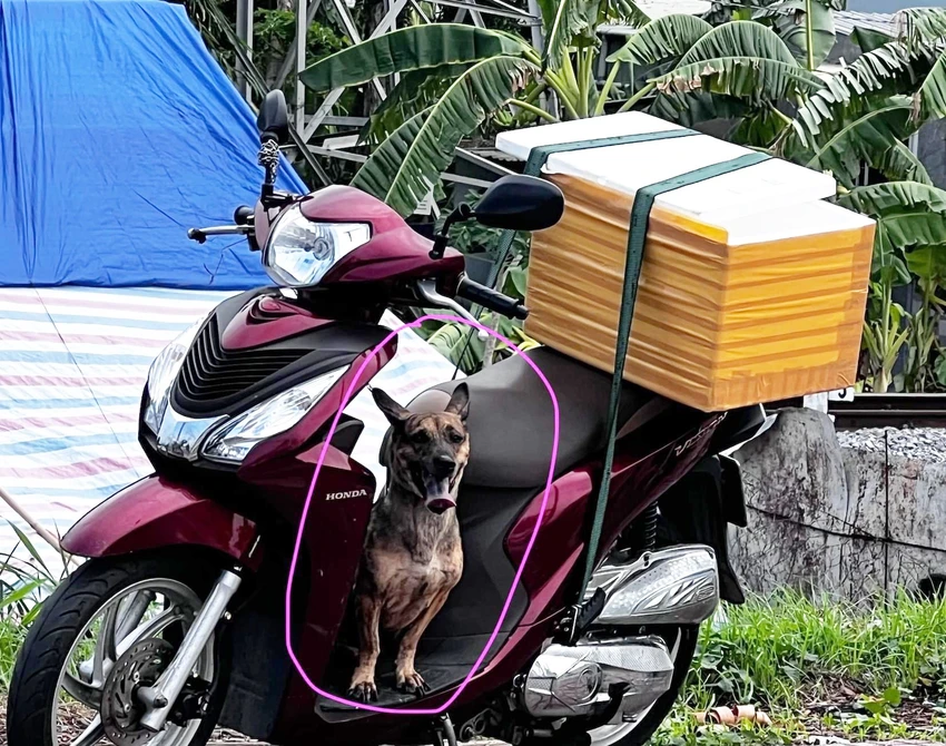 Chó phóng xuống đường.jpg