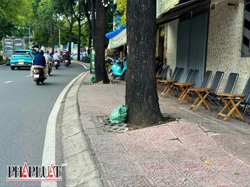 nhiều cây xanh phá nát vỉa hè.jpg