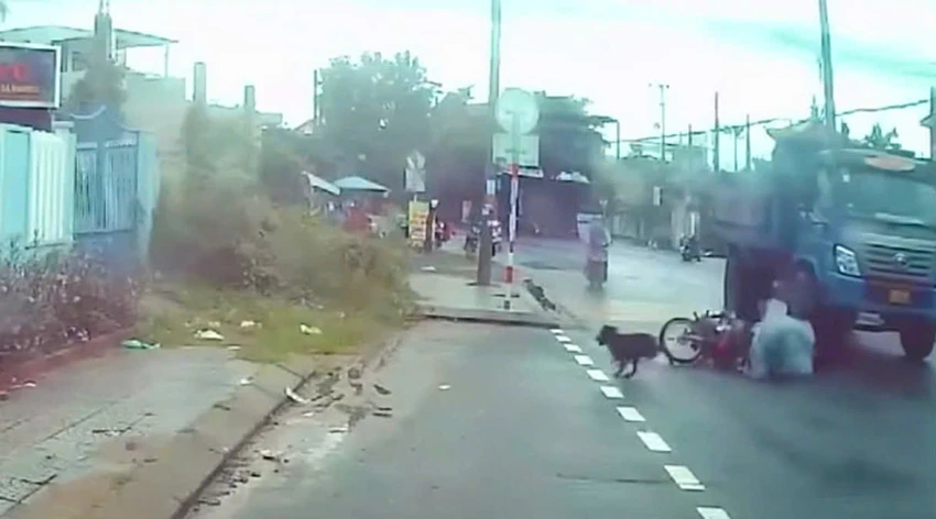 Chó thả rông