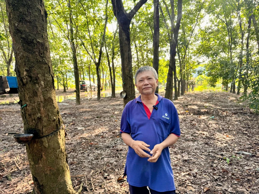 vườn cao su