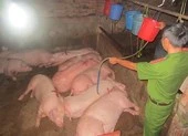 Heo bị tiêm thuốc an thần cho thịt đỏ hơn