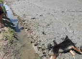 Đi soi nhái, cha tử vong con bị thương vì điện giật