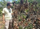 Đoàn ĐBQH tỉnh Đồng Nai giám sát vụ vườn bơ bị hạ độc
