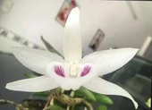 Choáng với giò lan Giã hạc giá gần 7 tỉ đồng