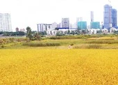 Điều kiện nhận chuyển nhượng đất trồng lúa