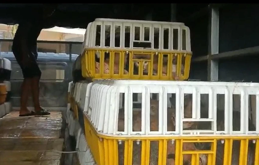 Hàng trăm con mèo nhốt trong lồng và nhiều con mèo, chó đã bị giết trong thùng đá. Ảnh: VH