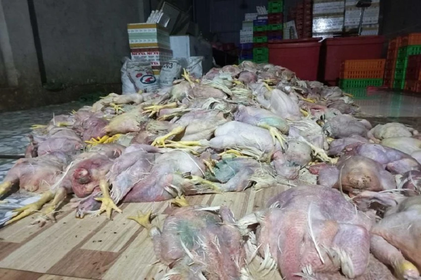 Gà chết được cơ sở chế biến mang đi tiêu thụ. Ảnh: VH.