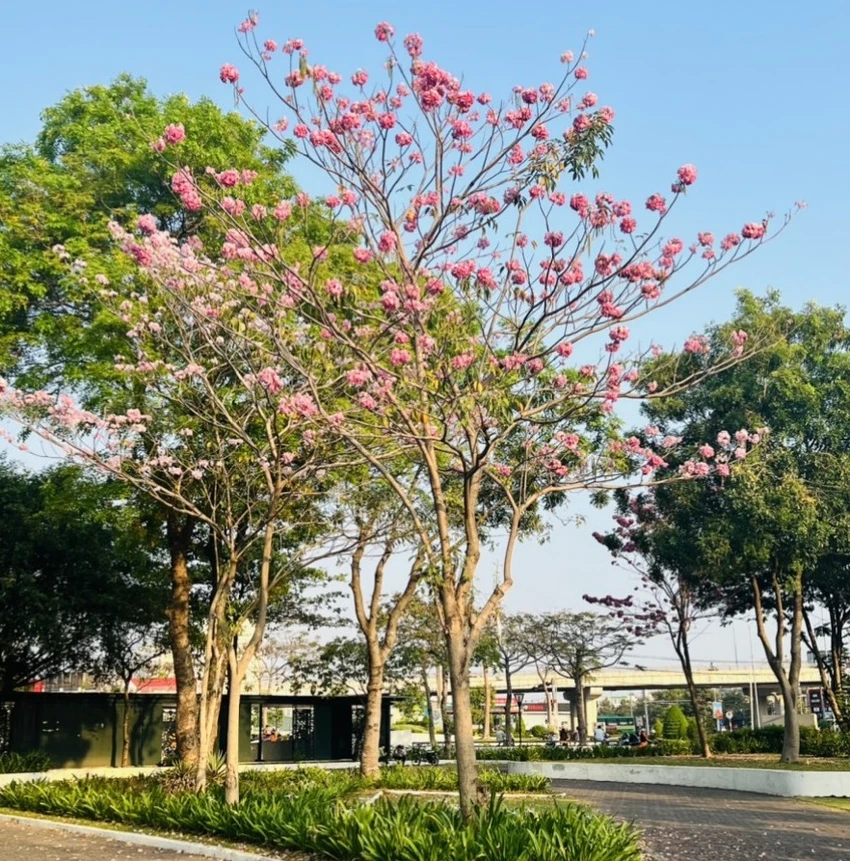Một góc công viên với cây hoa kèn hồng. Một góc công viên với cây hoa kèn hồng.
