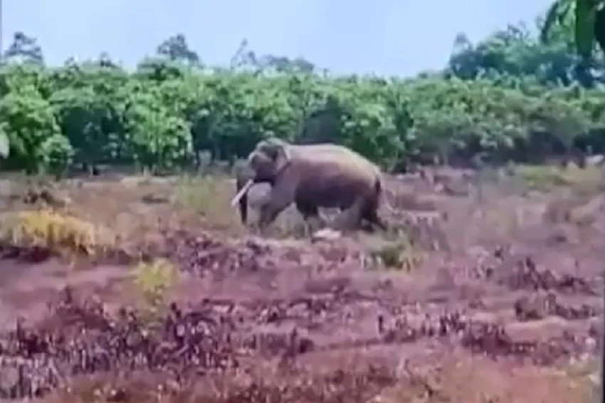 Con voi tấn công người dân và quật chết một con bò. Ảnh: NDCC Con voi tấn công người dân và quật chết một con bò. Ảnh: NDCC