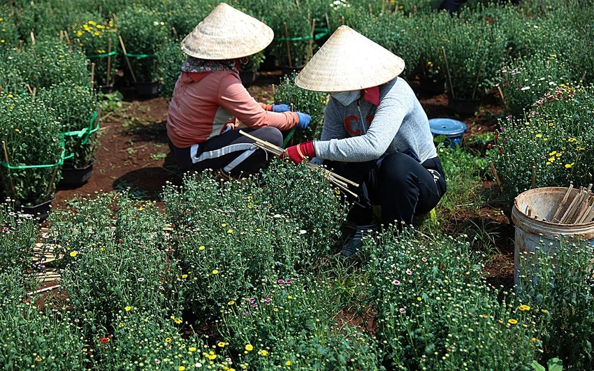 Làng hoa .jpg