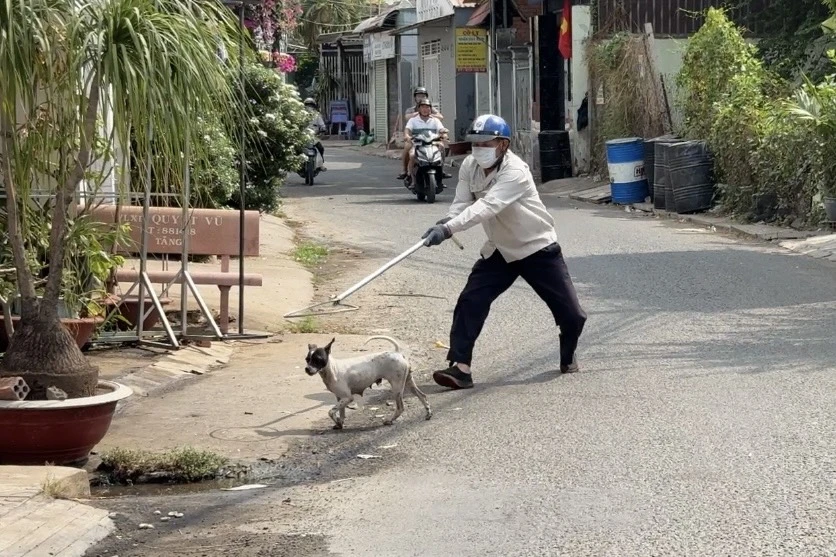 chó thả rông 1.jpg