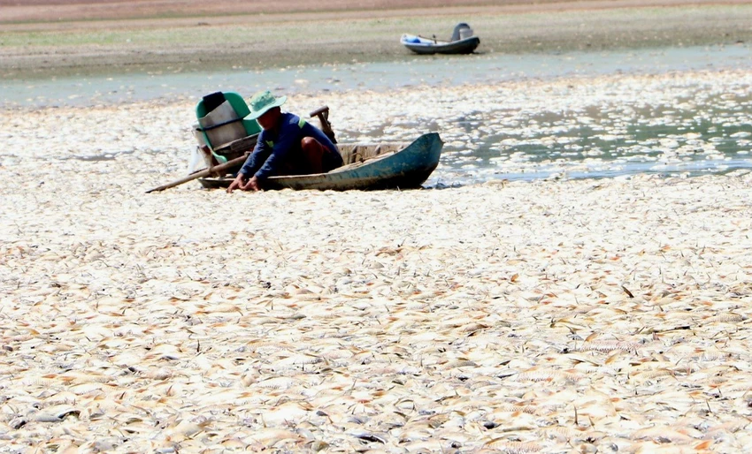 cá chết 5.jpg