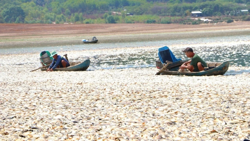 cá chết.jpg
