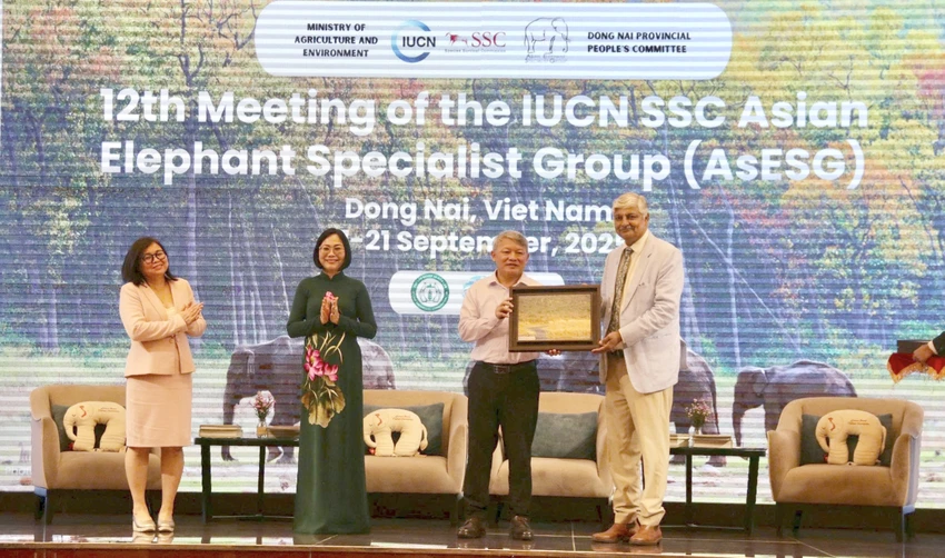 cá thể voi.jpg