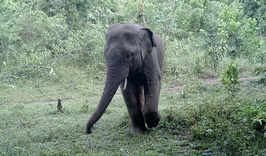 đàn voi hoang dã 3.jpg