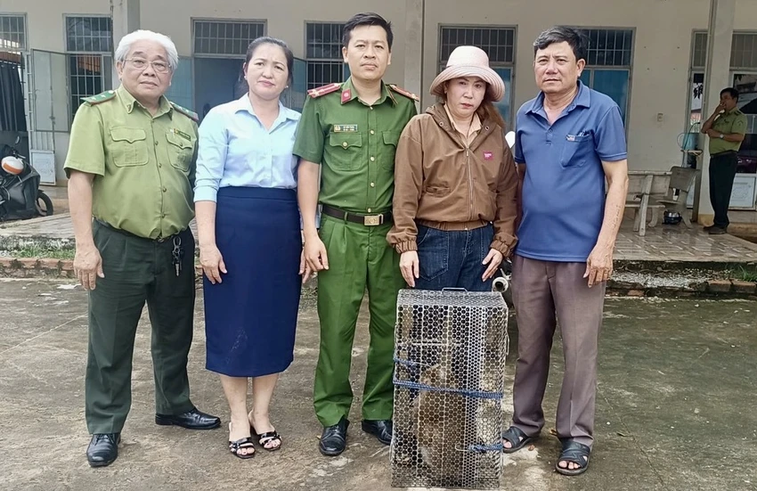 khỉ đuôi lợn.jpg