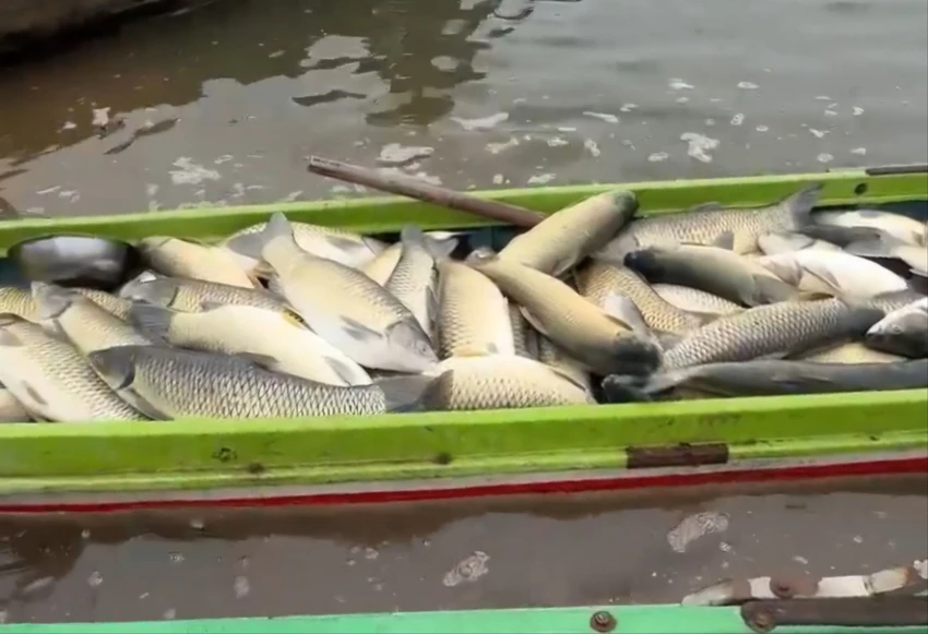Cá chết .jpg