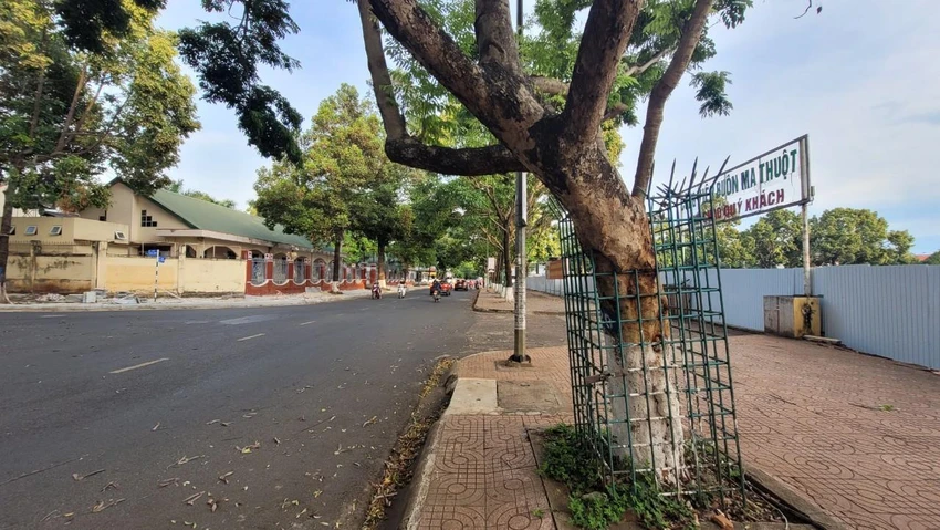 Cây sưa trên đường Bà Triệu được bảo vệ nghiêm ngặt Cây sưa trên đường Bà Triệu được bảo vệ nghiêm ngặt