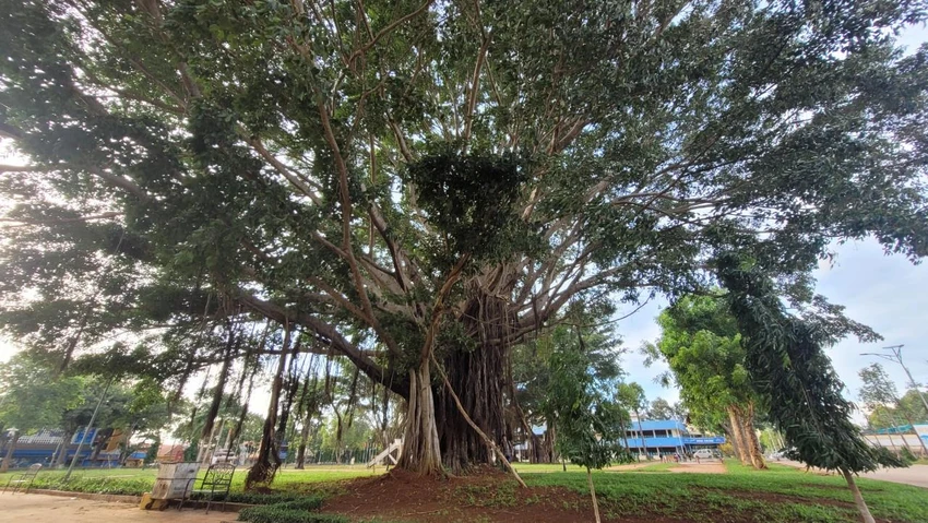 Một cây đa cổ thụ tại khu vui chơi công cộng trên đường Lê Duẩn Một cây đa cổ thụ tại khu vui chơi công cộng trên đường Lê Duẩn