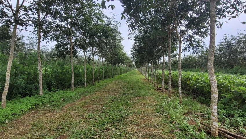 Công ty cổ phần cao su Đắk Lắk cho thuê đất trái thẩm quyền. Ảnh: VL Công ty cổ phần cao su Đắk Lắk cho thuê đất trái thẩm quyền. Ảnh: VL