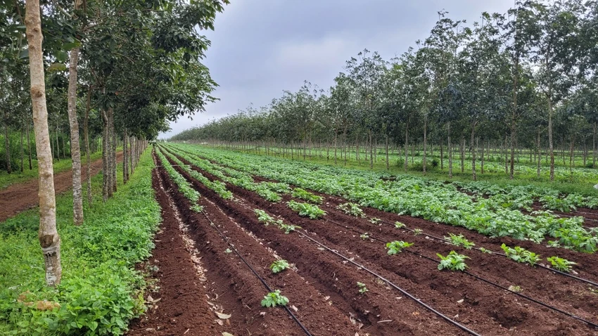 Công ty Cao su Đắk Lắk cho thuê đất trái quy định. Ảnh: VŨ LONG
