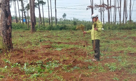 Lực lượng kiểm lâm có mặt ở hiện trường vụ nhổ cây thông non. Ảnh: XH