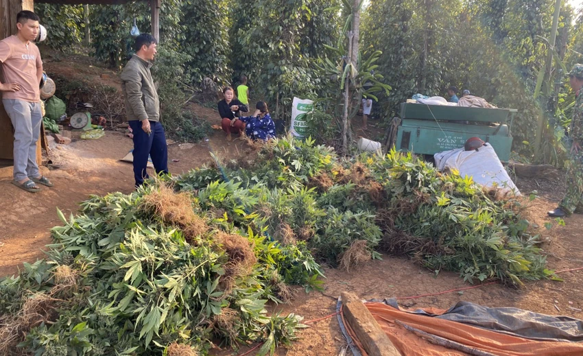 Cần sa bị phát hiện. Ảnh: AX Cần sa bị phát hiện. Ảnh: AX