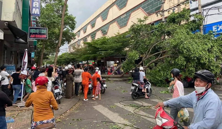 Cây to ngã đổ đè người phụ nữ. Ảnh: AX Cây to ngã đổ đè người phụ nữ. Ảnh: AX