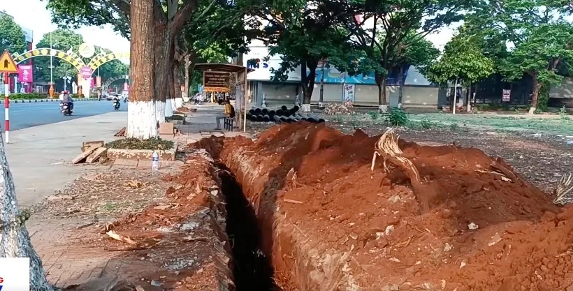 Rễ cây lớn bị cắt khỏi thân cây. Ảnh: AX Rễ cây lớn bị cắt khỏi thân cây. Ảnh: AX