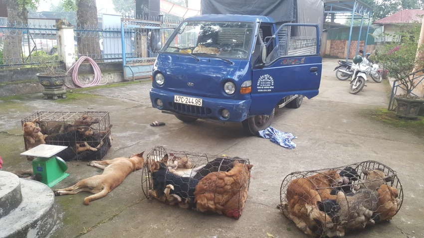 Tang vật của vụ trộm cắp chó. Ảnh: CACC Tang vật của vụ trộm cắp chó. Ảnh: CACC