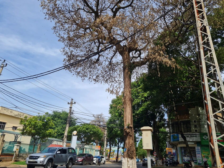 Cây hoa sữa trên đường phố Buôn Ma Thuột chết khô. Ảnh: VŨ LONG Cây hoa sữa trên đường phố Buôn Ma Thuột chết khô. Ảnh: VŨ LONG